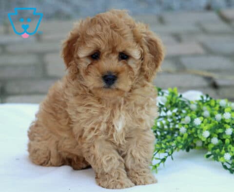 Cream Cockapoo