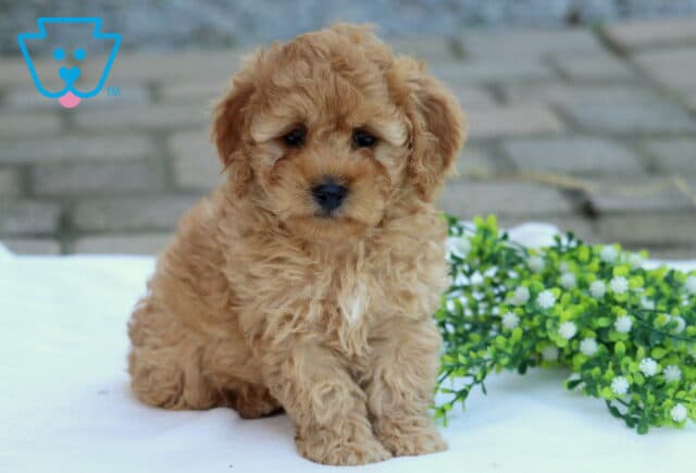 Cream Cockapoo image