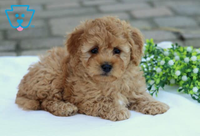 Cream Cockapoo2 image