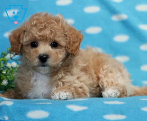 Cricket Bichpoo