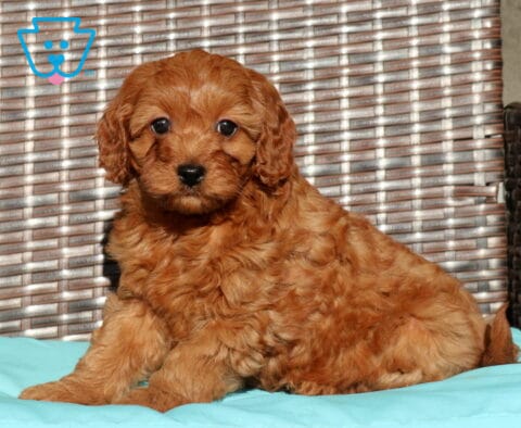 Cricket Cavapoo
