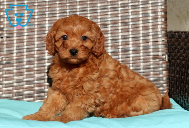 Curly red Cavapoo puppy relaxing on a turquoise cushion chair with soft fluffy coat and expressive dark eyes image