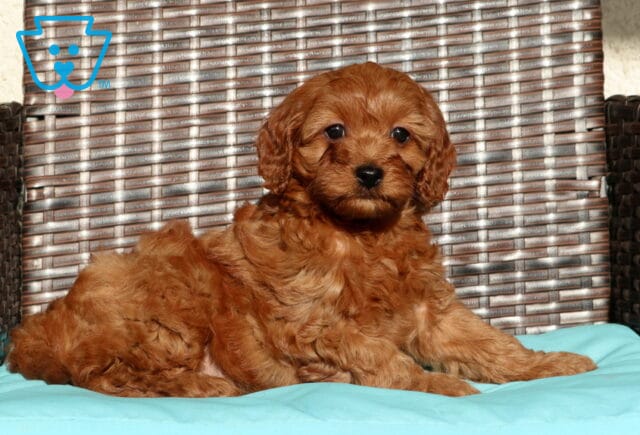 Adorable ruby Cavapoo puppy lounging on a blue cushion chair with a wavy coat and sweet round eyes image