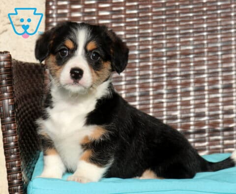 Cubby Corgi Mix