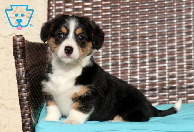 Cubby Corgi Mix image