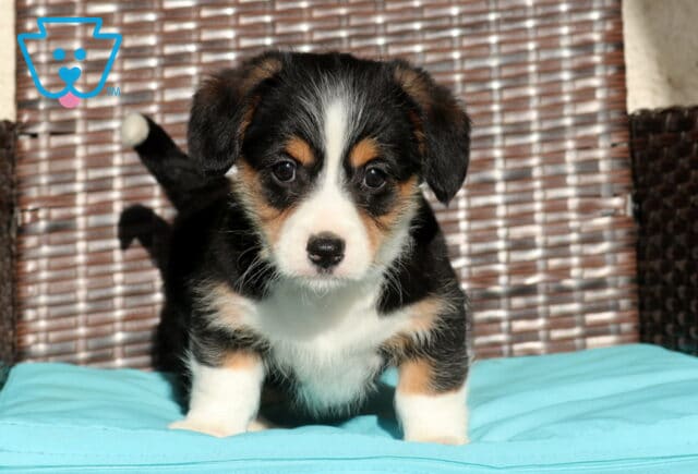 Cubby Corgi Mix2 image