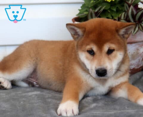Cubby Shiba Inu