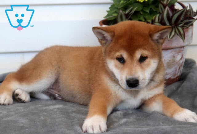 Cubby Shiba Inu image