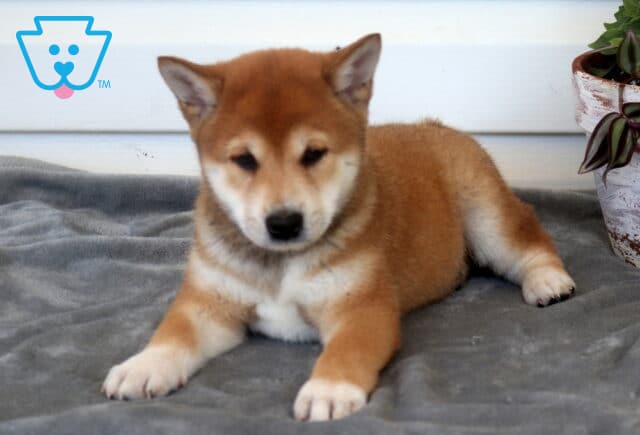 Cubby Shiba Inu2 image