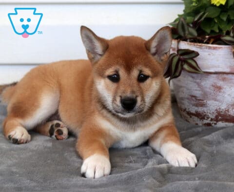 Cupcake Shiba Inu