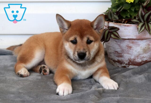 Cupcake Shiba Inu image