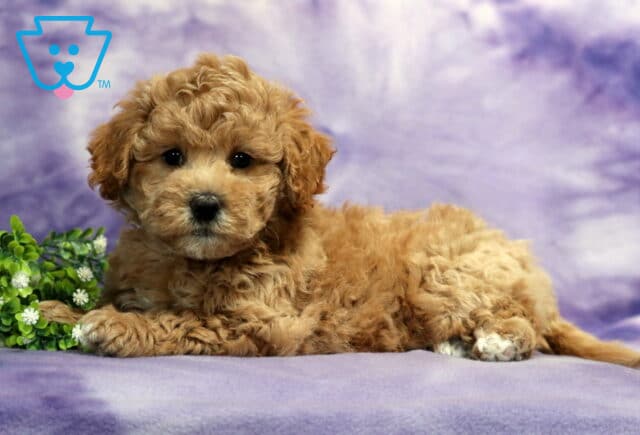 Adorable red apricot Bichpoo puppy relaxing on a soft purple blanket with curly teddy bear fur, bright dark eyes, and a sweet playful expression beside greenery accents image