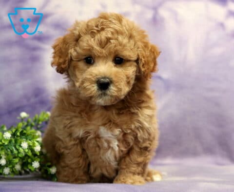 Cutie Bichpoo2
