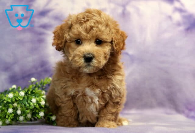 Sweet apricot Bichpoo puppy with fluffy curly fur and a tiny white chest patch sitting beside greenery on a soft purple backdrop with an adorable teddy bear face image