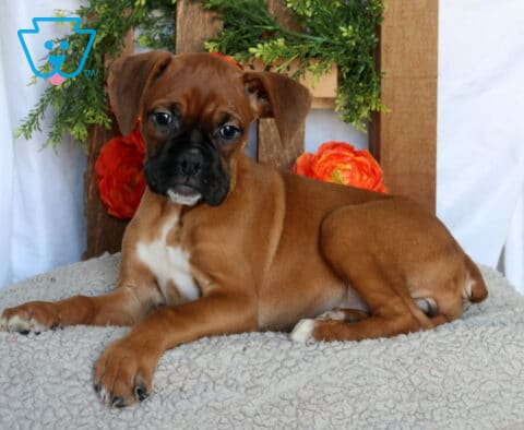 Cutie Boxer