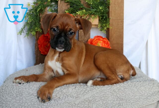 Cutie Boxer image
