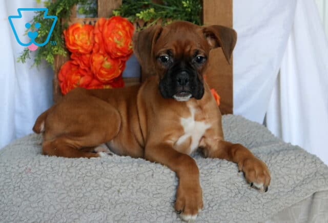 Cutie Boxer2 image