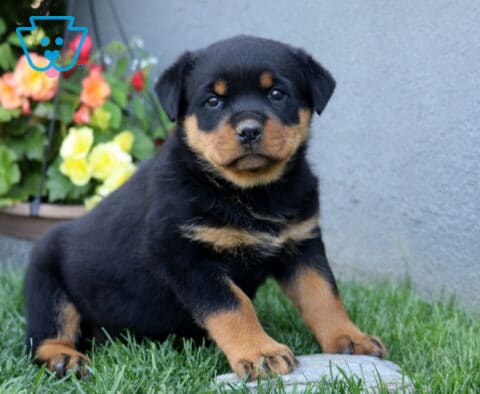 Cutie Rottie