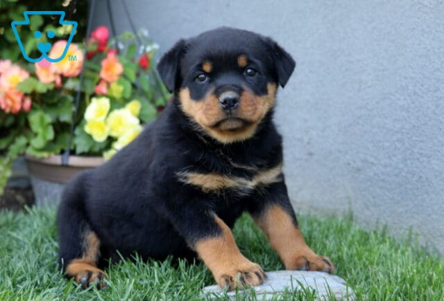 Cutie Rottie image