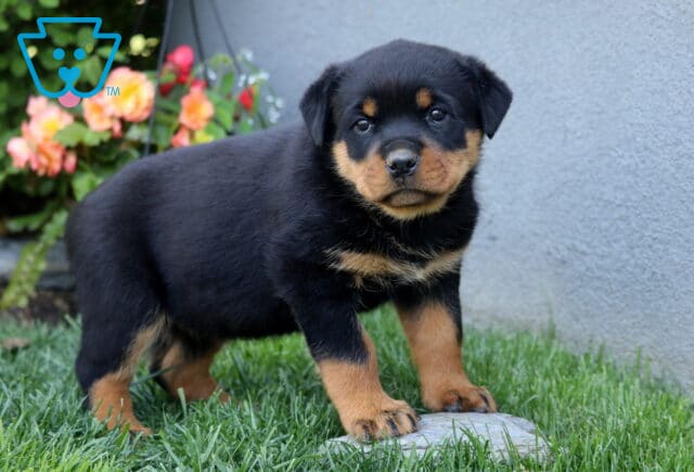 Cutie Rottie2 image