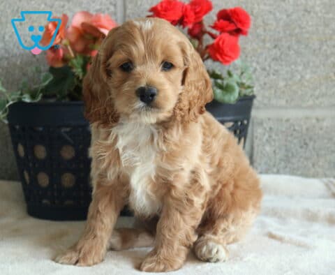 Daffodil Cockapoo