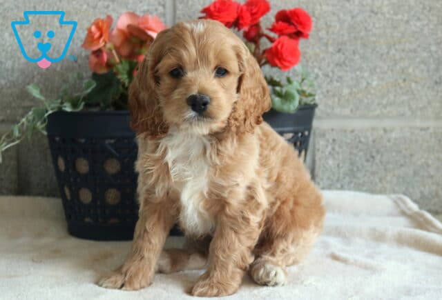 Daffodil Cockapoo image