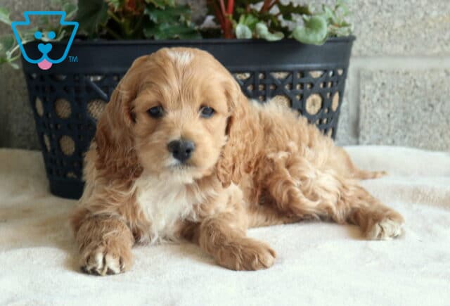 Daffodil Cockapoo2 image