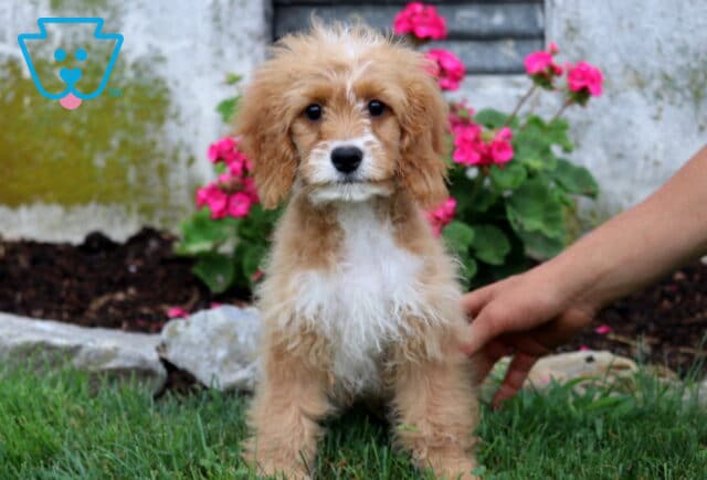Sweet Cavapoo puppy with a fluffy apricot-and-white coat standing on green grass, showing a bright white chest and soulful eyes, framed by vibrant pink flowers in the background. image