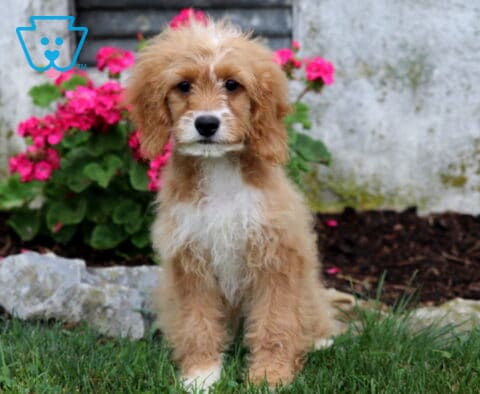 Adorable Cavapoo puppy with a soft apricot coat and fluffy white chest sitting proudly on the lawn, gazing sweetly at the camera with bright pink flowers blooming behind.