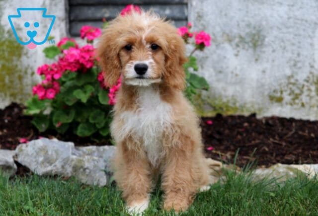 Adorable Cavapoo puppy with a soft apricot coat and fluffy white chest sitting proudly on the lawn, gazing sweetly at the camera with bright pink flowers blooming behind. image
