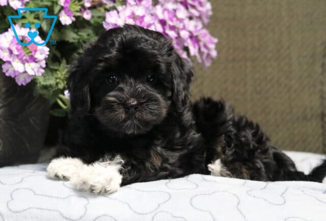 Daisy Havapoo image
