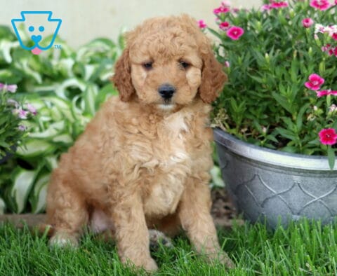Daisy Mini Goldendoodle