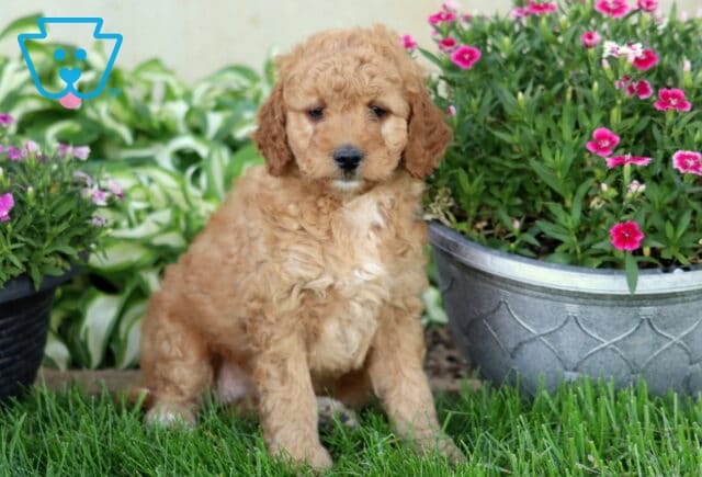 Daisy Mini Goldendoodle image
