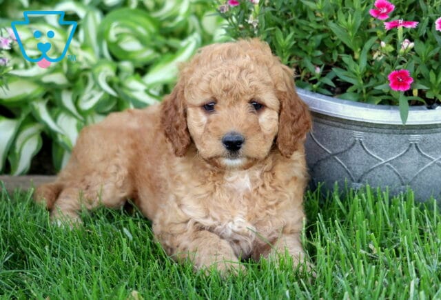 Daisy Mini Goldendoodle2 image