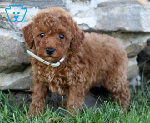 Daisy Mini Poodle