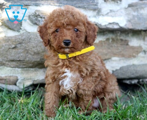 Dalilah Mini Poodle