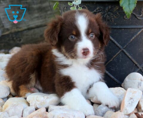 Danny Mini Aust Shepherd