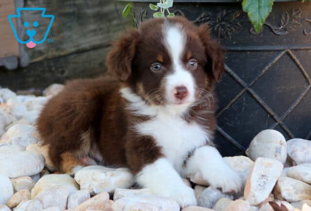Danny Mini Aust Shepherd image