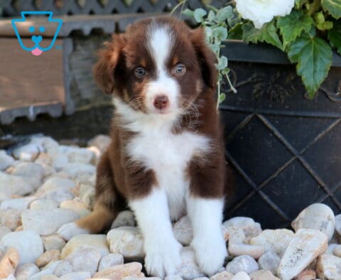 Blue-eyed red tri Mini Australian Shepherd puppy standing on white river rocks beside a decorative black planter, featuring a fluffy coat, white blaze, and attentive expression.