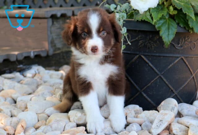 Danny Mini Aust Shepherd2 image