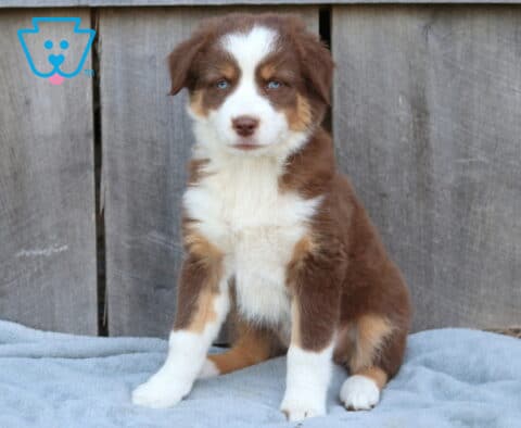 Darcy Australian Shepherd