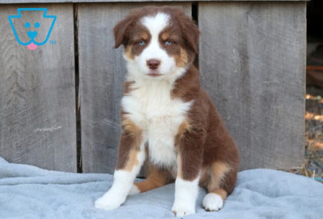 Darcy Australian Shepherd image
