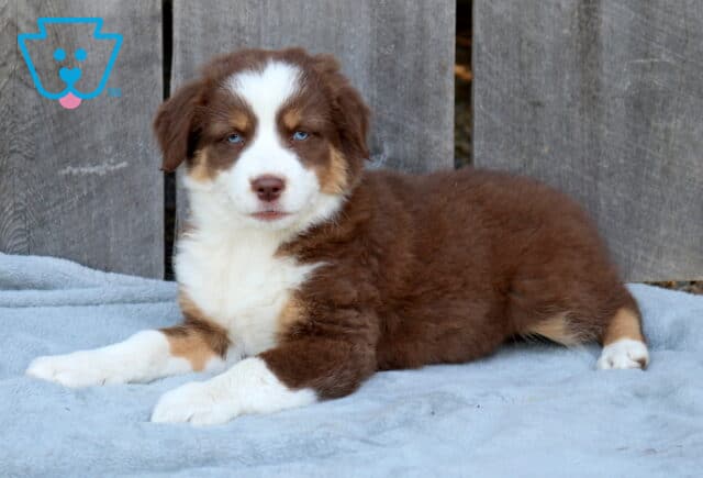 Darcy Australian Shepherd2 image
