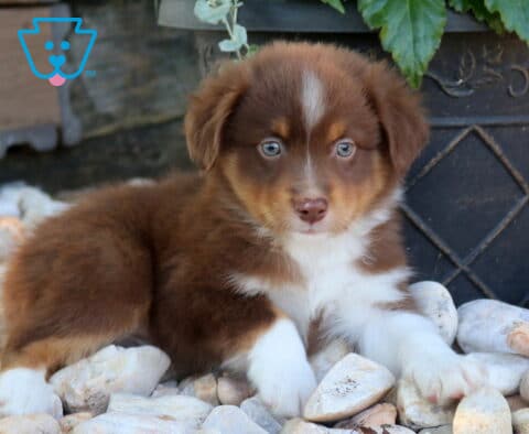 Dash Mini Aust Shepherd