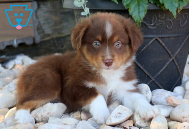 Dash Mini Aust Shepherd image