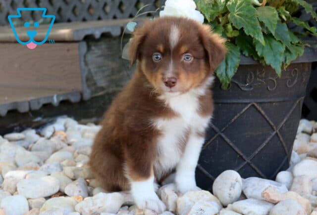 Dash Mini Aust Shepherd2 image