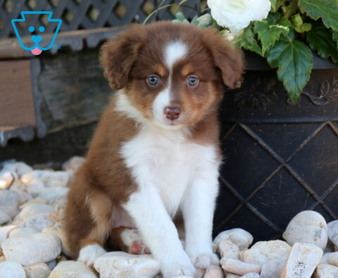 Dee Mini Aust Shepherd