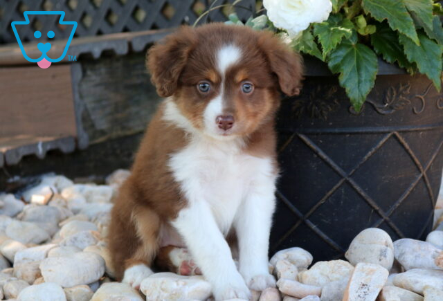 Dee Mini Aust Shepherd image