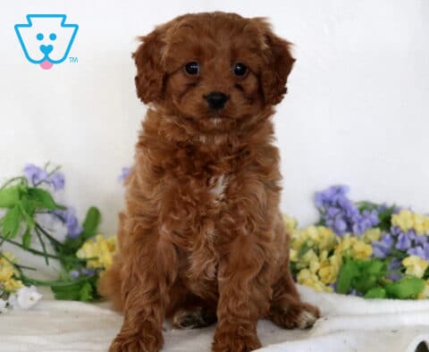 Della Cavapoo
