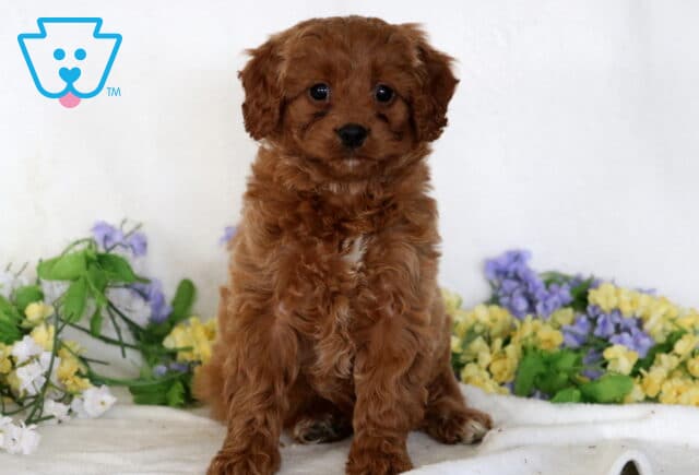 Della Cavapoo image